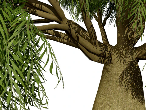 Australian Brachychiton Rupestris 3D Model