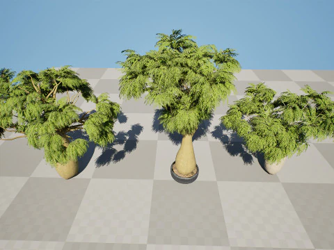 Australian Brachychiton Rupestris 3D Model