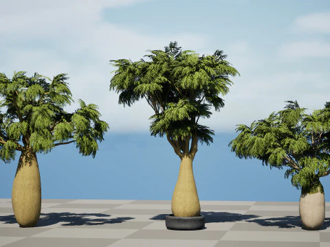 Australian Brachychiton Rupestris 3D Model