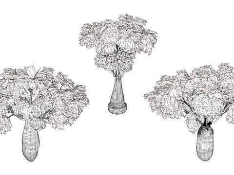 Australian Brachychiton Rupestris 3D Model