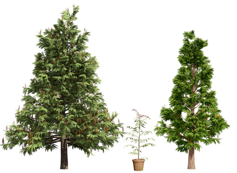 Australian grevillea robusta 3Dモデル .c4d .max .obj .3ds .fbx .stl .blend