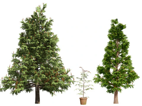 オーストラリア産グレビレア・ロブスタ 3Dモデル