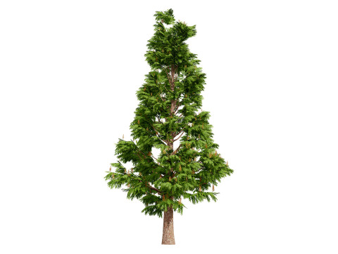 Australian grevillea robusta 3Dモデル