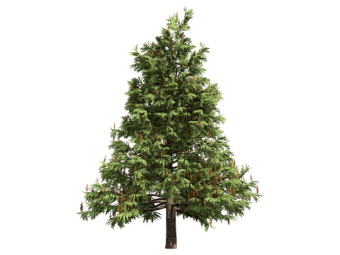 Australian grevillea robusta 3Dモデル
