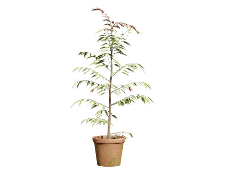 Australian grevillea robusta 3Dモデル