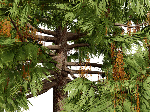 Australian grevillea robusta 3Dモデル