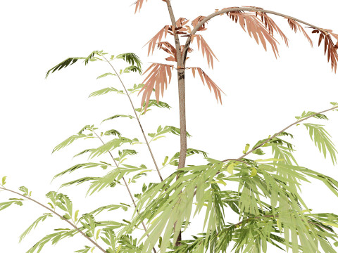 Australian grevillea robusta 3Dモデル