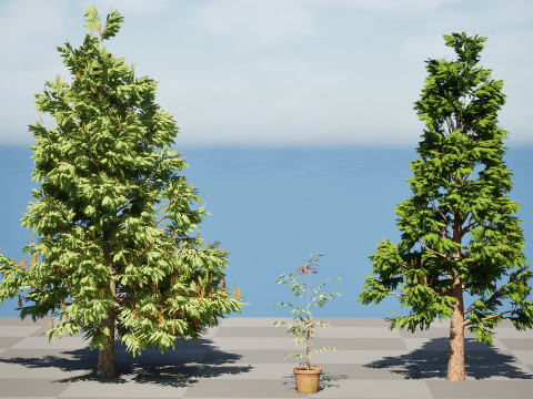 Australian grevillea robusta 3Dモデル