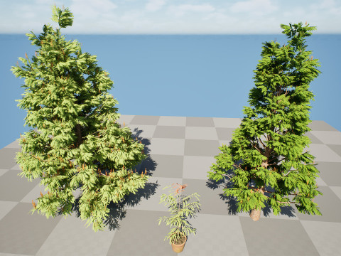 Australian grevillea robusta 3Dモデル