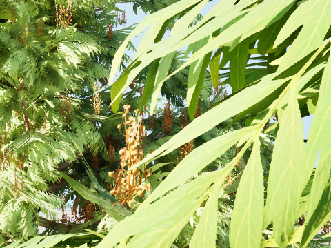 Australian grevillea robusta 3Dモデル