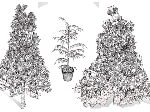 Australian grevillea robusta 3Dモデル