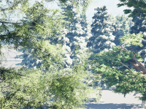 Conifer Tree 3d Pack - LowPoly 3D मॉडल