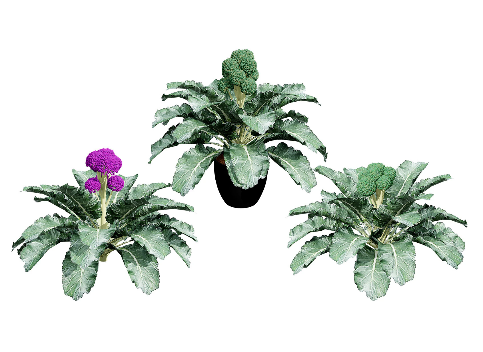 3D Broccoli Plants 3D Model .c4d .max .obj .3ds .fbx .stl .blend 