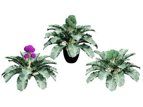 3D Broccoli Plants 3D Модель