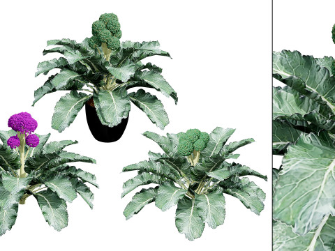 3D Broccoli Plants 3D Model