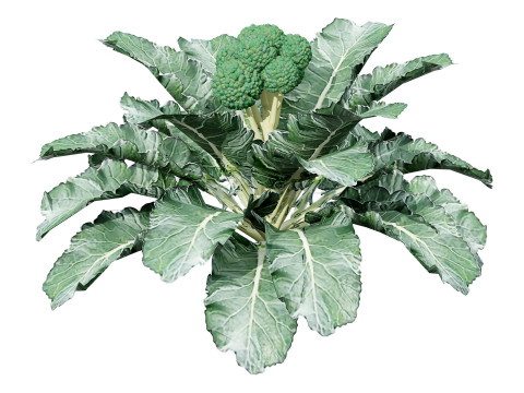 3D Broccoli Plants 3D Model