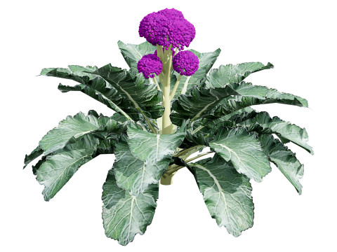 3D Broccoli Plants 3D Model