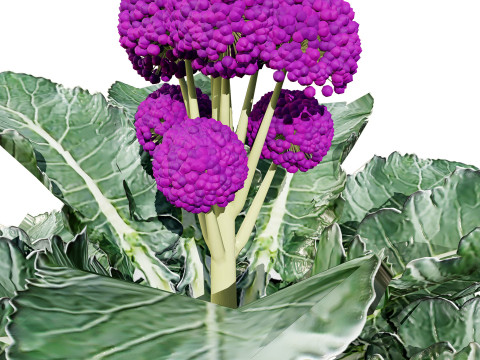 3D Broccoli Plants 3D Model