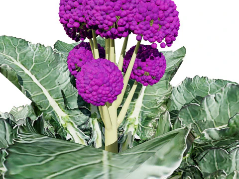 3D Broccoli Plants 3D Model