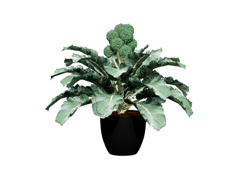 3D Broccoli Plants 3D Model