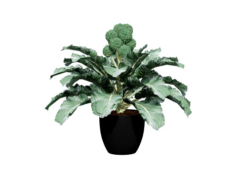 3D Broccoli Plants 3D Model