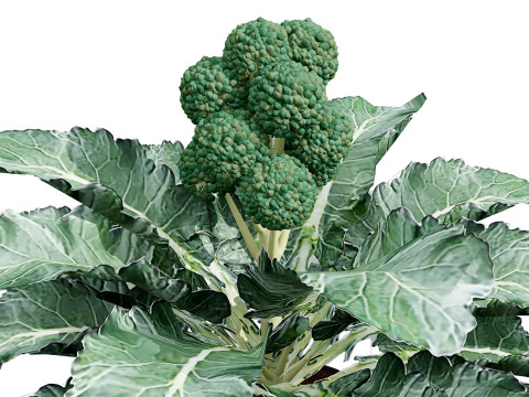 3D Broccoli Plants 3D Model