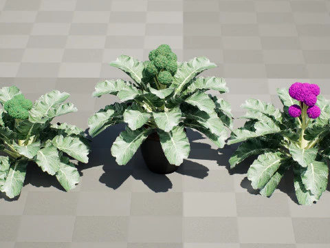 3D Broccoli Plants 3D Model