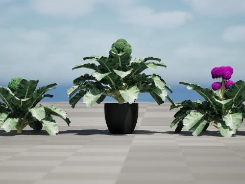 3D Broccoli Plants 3D Model