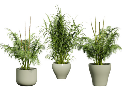 Stem sprouts asparagus plant 3D Модель