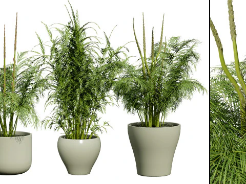 Stem sprouts asparagus plant 3D Model