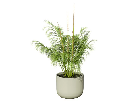 Stem sprouts asparagus plant 3D Model
