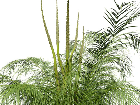 Stem sprouts asparagus plant 3D Model