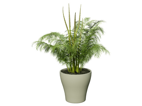 Stem sprouts asparagus plant 3Dモデル