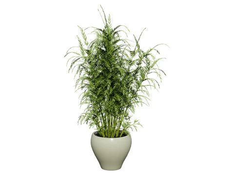 Stem sprouts asparagus plant 3D Model