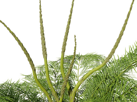 Stem sprouts asparagus plant 3Dモデル