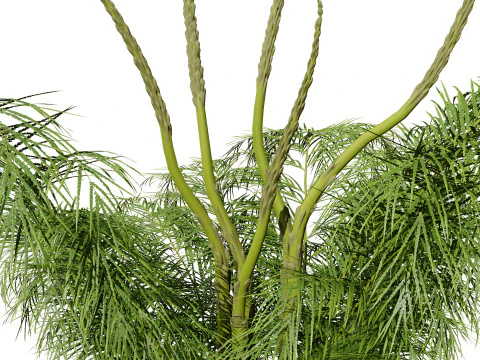 Stem sprouts asparagus plant 3D Model