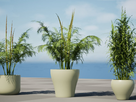 Stem sprouts asparagus plant 3Dモデル