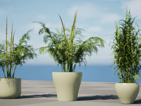 Stem sprouts asparagus plant 3D Model
