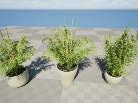 Stem sprouts asparagus plant 3D Model