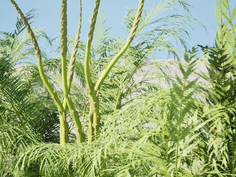 Stem sprouts asparagus plant 3Dモデル