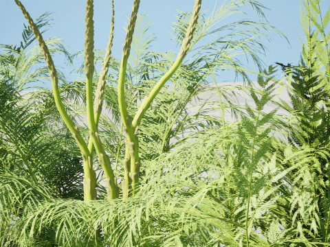 Stem sprouts asparagus plant 3D Model