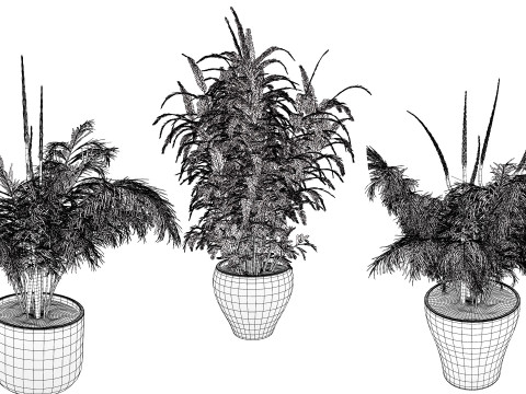 Stem sprouts asparagus plant 3Dモデル
