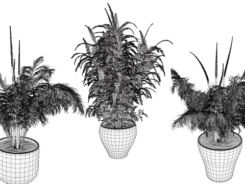 Stem sprouts asparagus plant 3D Model