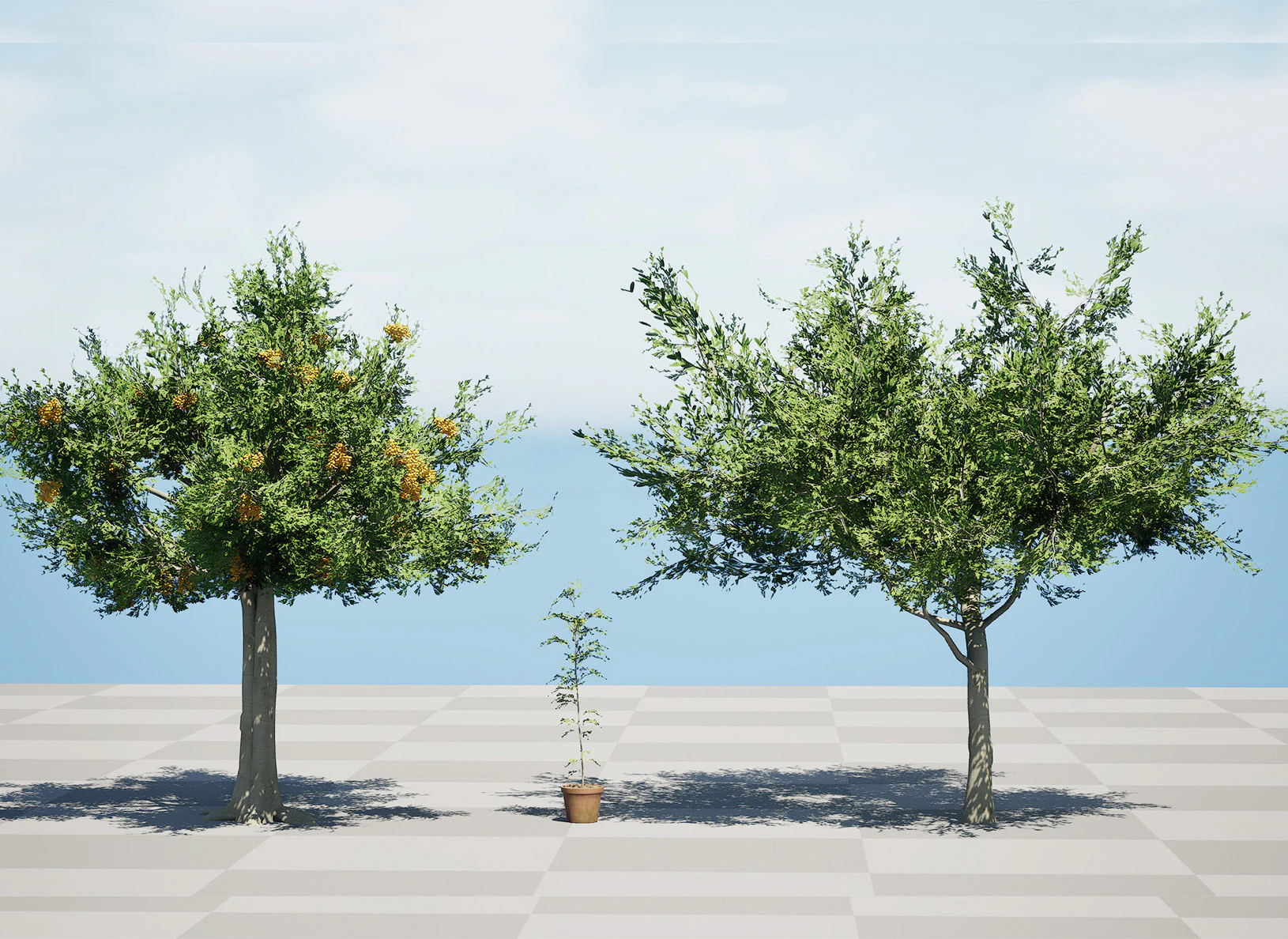 Australian Cupaniopsis Anacardioides Trees 3D Model .c4d .max .obj .3ds .fbx .stl .blend 