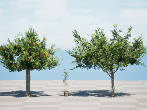 Australian Cupaniopsis Anacardioides Trees 3D Модель