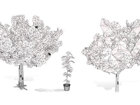 Australian Cupaniopsis Anacardioides Trees Modelo 3D