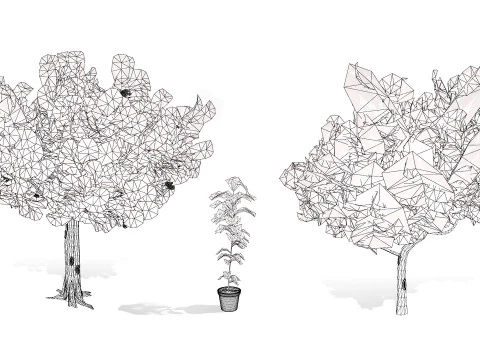 Australian Cupaniopsis Anacardioides Trees 3D Model