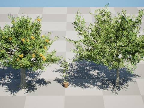 Australian Cupaniopsis Anacardioides Trees Modelo 3D