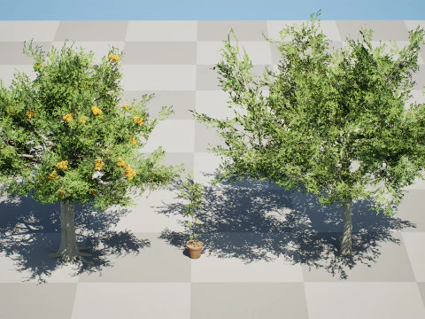 Australian Cupaniopsis Anacardioides Trees 3D Model
