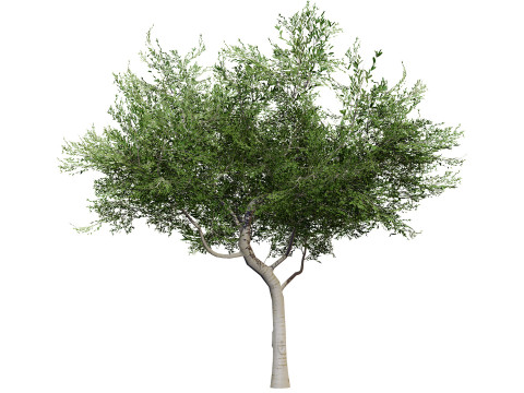 Australian Cupaniopsis Anacardioides Trees Modelo 3D